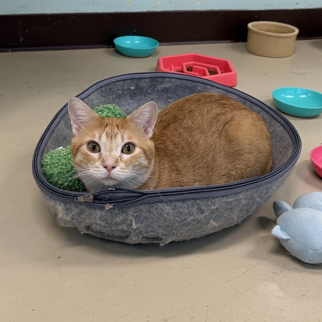 Enlarge Waffle, a Adoptable mixed breed in Saint Paul, MN image 5/6