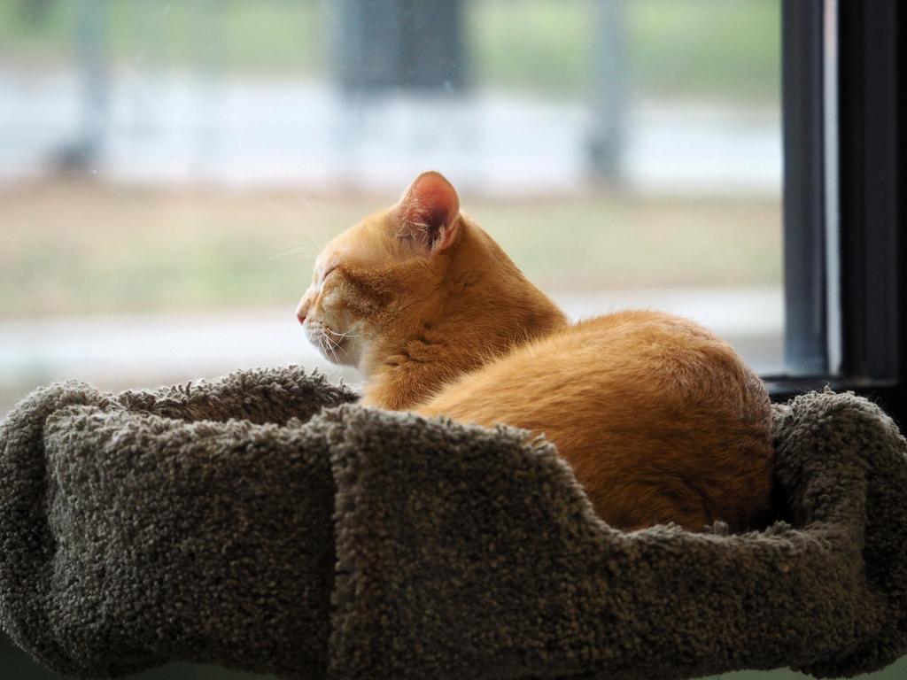 Enlarge Waffle, a Adoptable mixed breed in Saint Paul, MN image 6/6