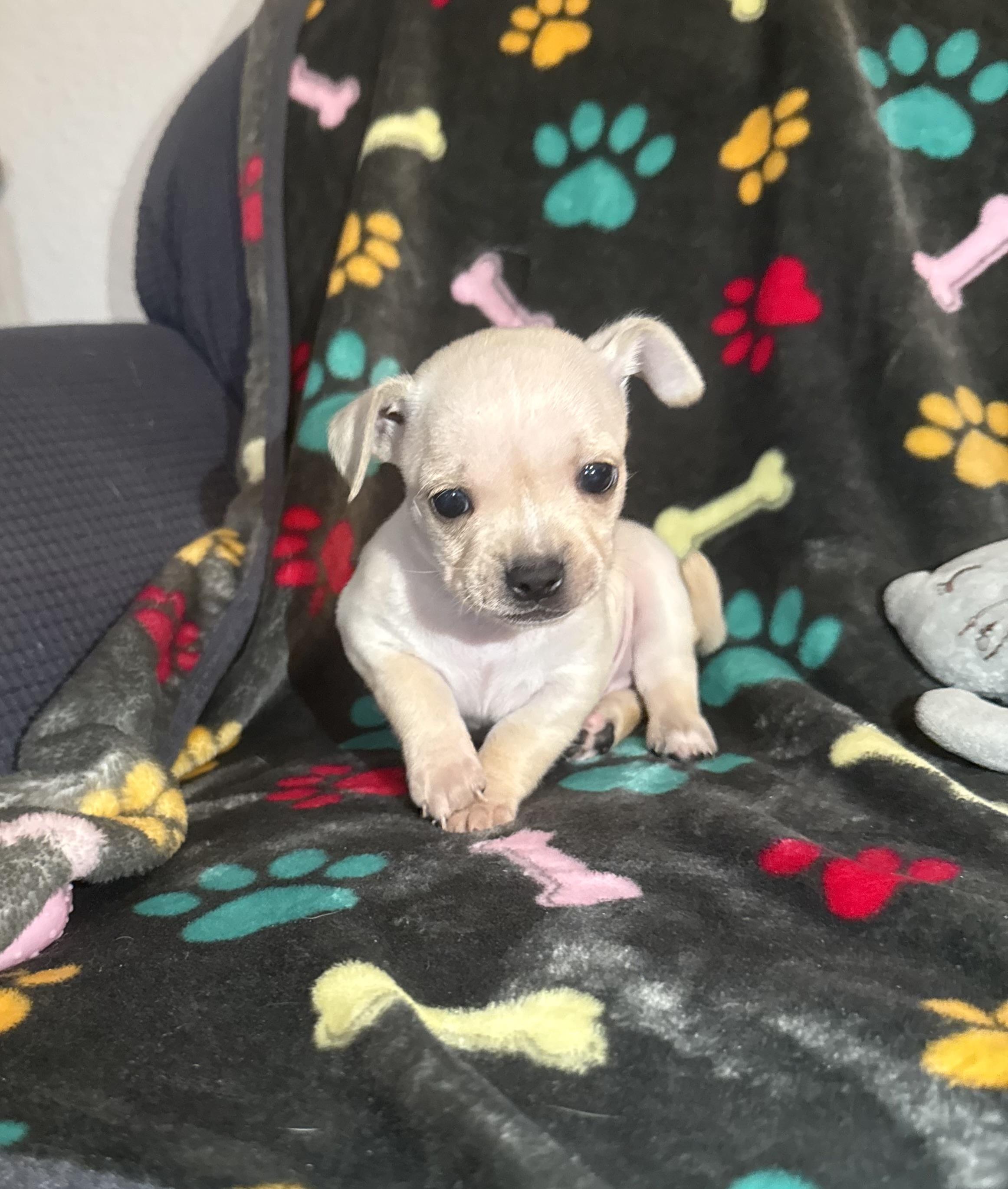 Jamie, Baby Male Chihuahua