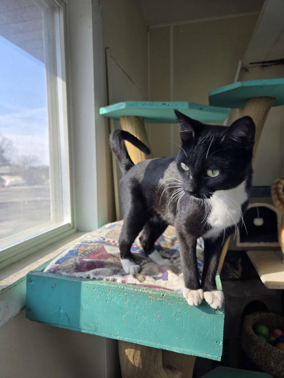Enlarge Heartland, a Adopted Domestic Short Hair in Maquoketa, IA image 1/1