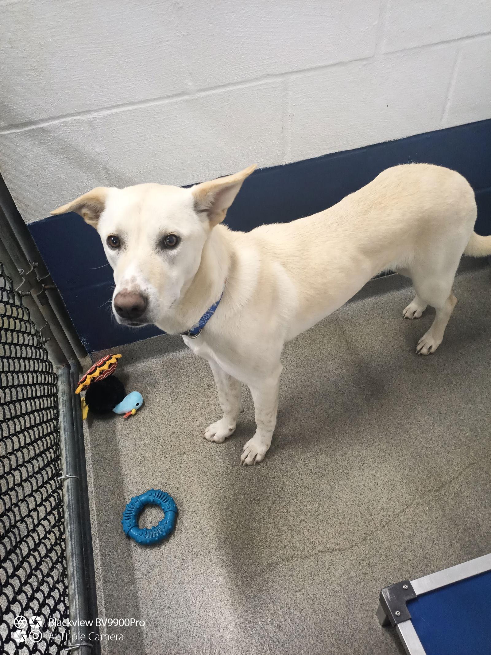 Brie 1 year female AVAIL 1/21, Adoptable, Adult Female Shepherd.