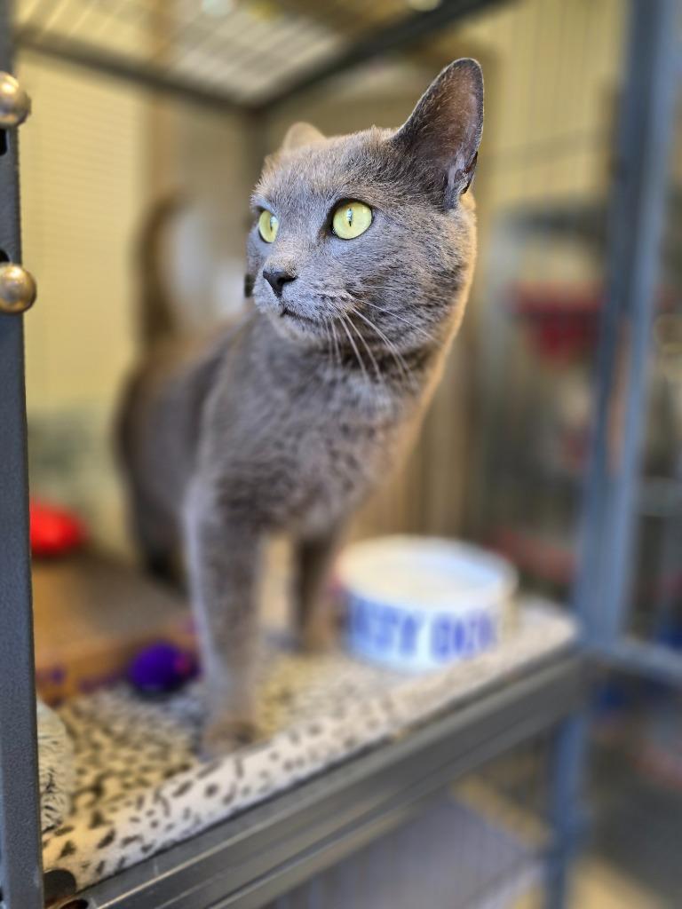 Junior, Adopted, Young Male Domestic Short Hair.