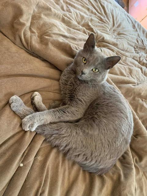 Enlarge Junior, a Adopted mixed breed in Blountville, TN image 2/2