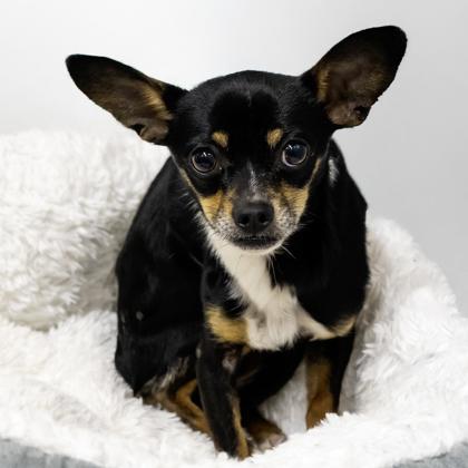 Billy Willy, Adoptable, Adult Male Chihuahua & Mixed Breed.