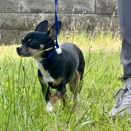 Billy Willy, a Adoptable mixed breed in Camano Island, WA image 2/2