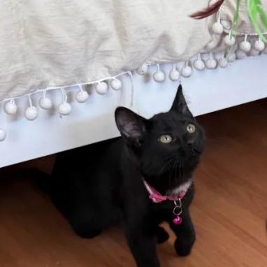 Velvet, a Adoptable Domestic Short Hair in Weehawken, NJ image 3/5