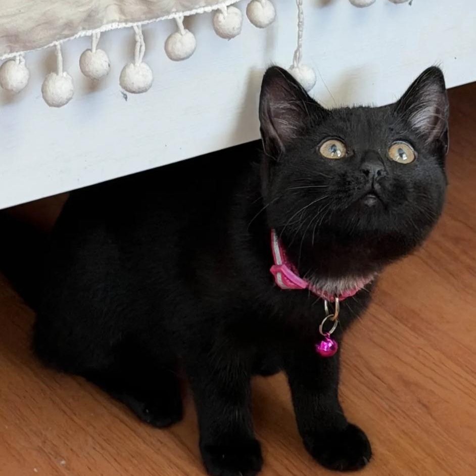 Velvet, Adoptable, Kitten Female Domestic Short Hair.