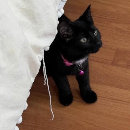 Velvet, a Adoptable Domestic Short Hair in Weehawken, NJ image 4/5