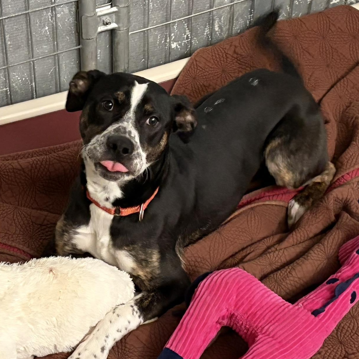 Enlarge BeBe, a ADOPTABLE mixed breed in Washington, PA image 2/6