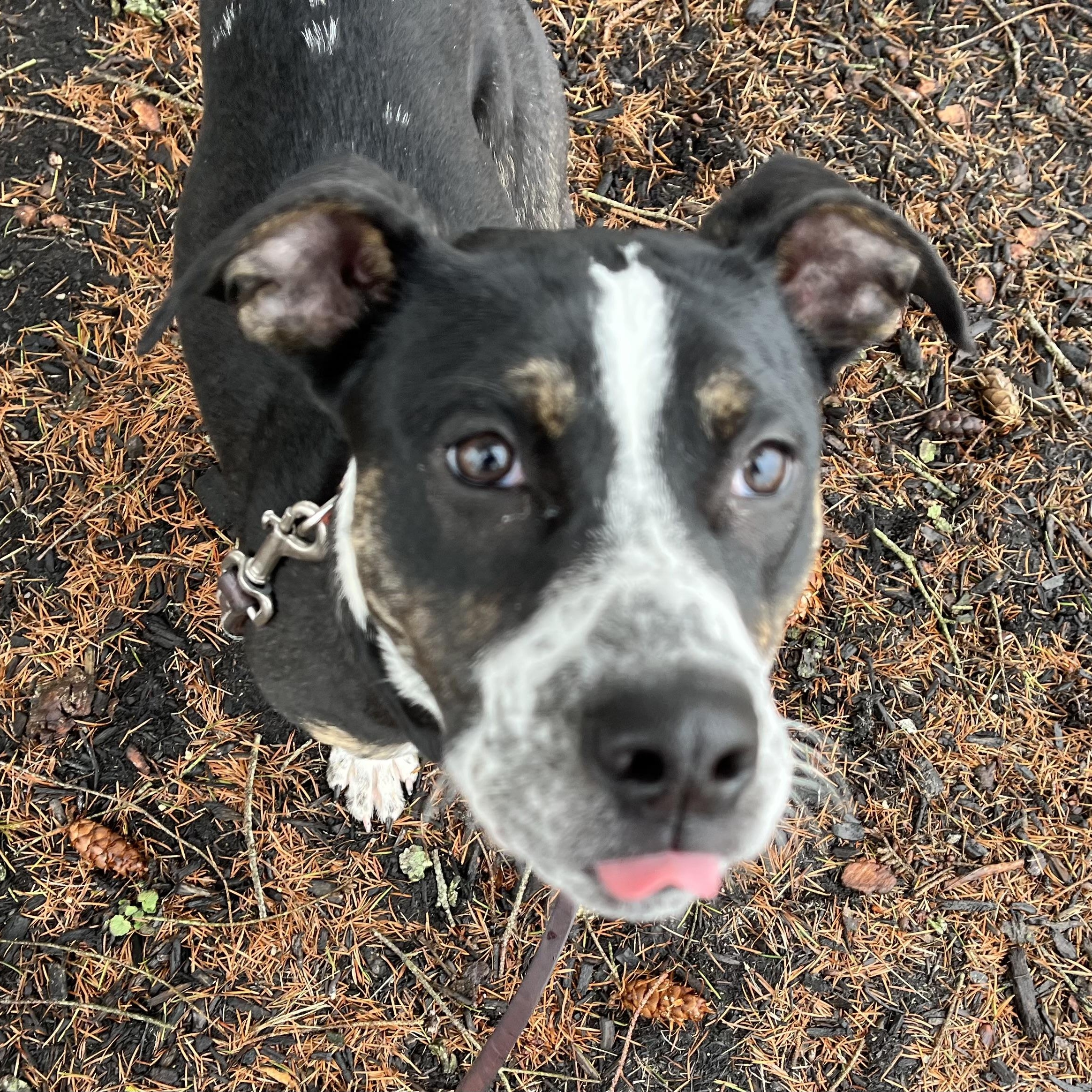 BeBe, ADOPTABLE, Puppy Female Terrier.