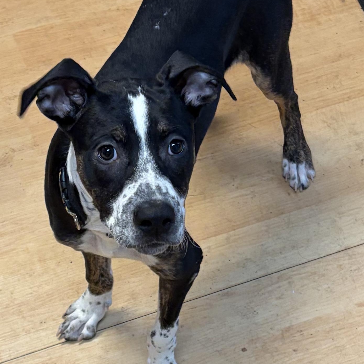 BeBe, a ADOPTABLE mixed breed in Washington, PA image 5/6