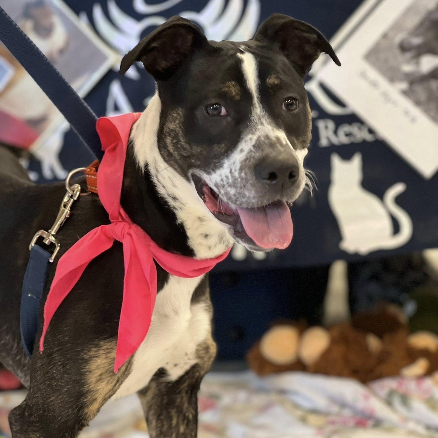 BeBe, ADOPTABLE, Puppy Female Terrier.