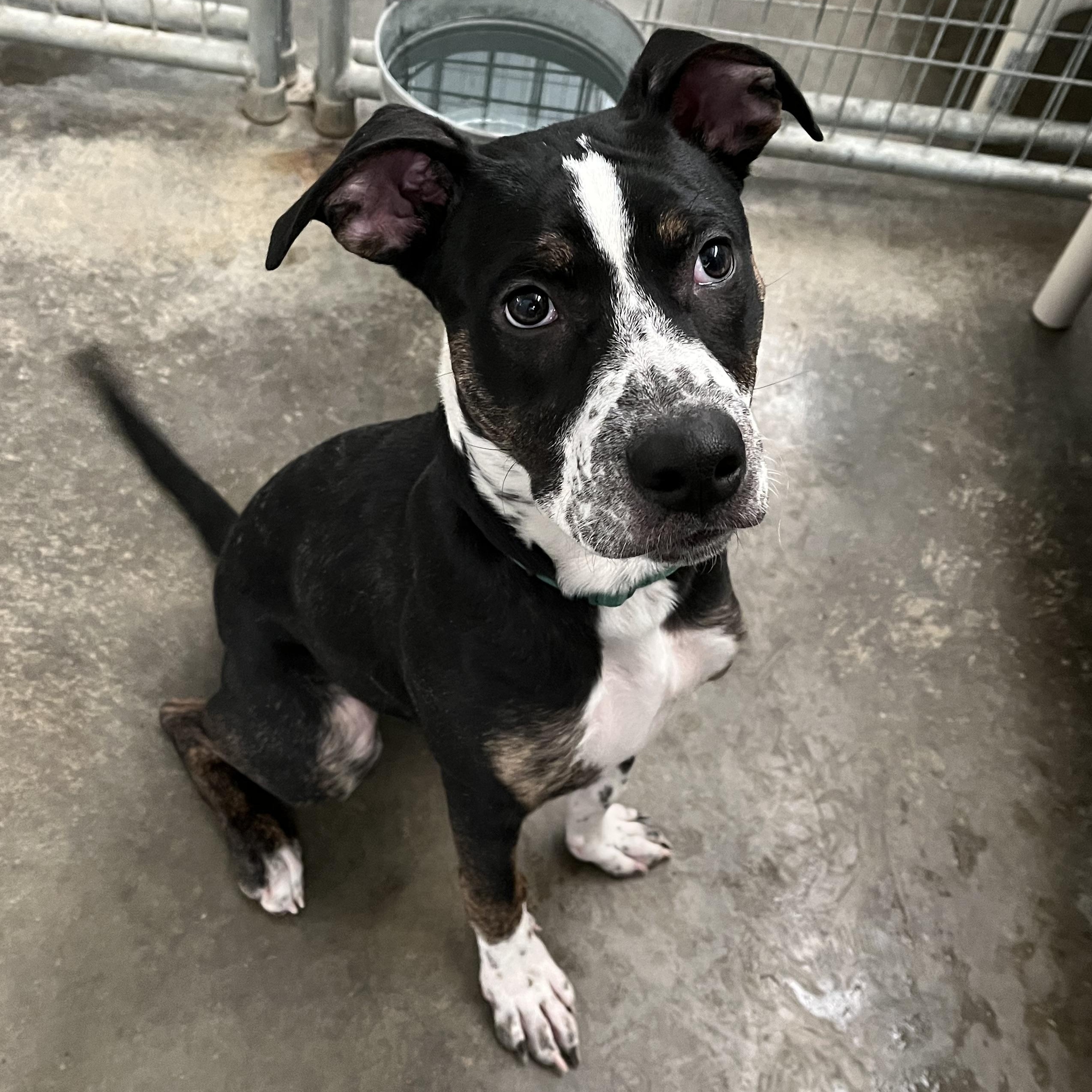 BeBe, a ADOPTABLE mixed breed in Washington, PA image 4/6