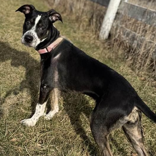 BeBe, a ADOPTABLE mixed breed in Washington, PA image 6/6