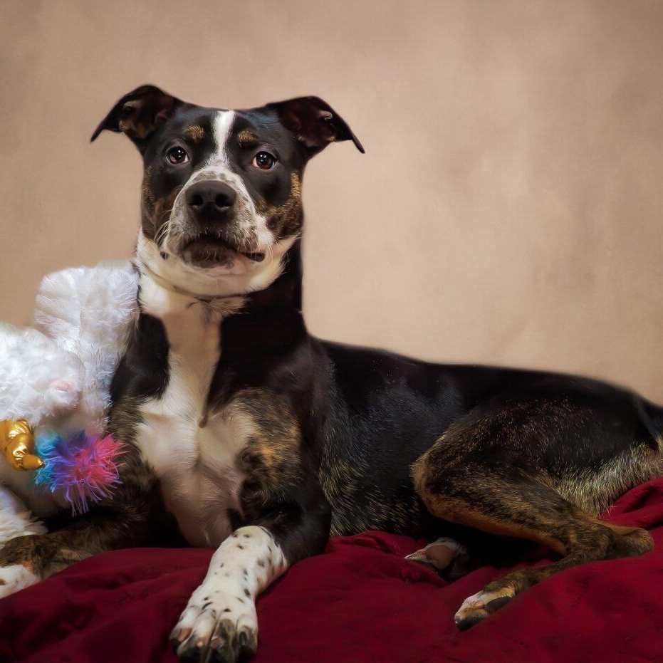 Enlarge BeBe, a ADOPTABLE mixed breed in Washington, PA image 4/6