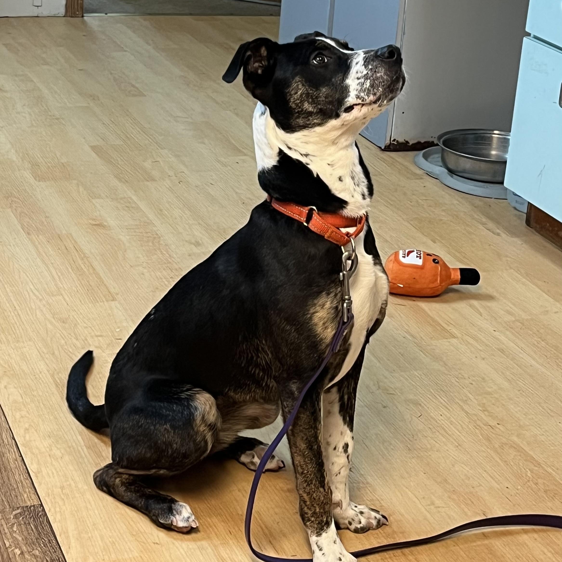 Enlarge BeBe, a ADOPTABLE mixed breed in Washington, PA image 6/6