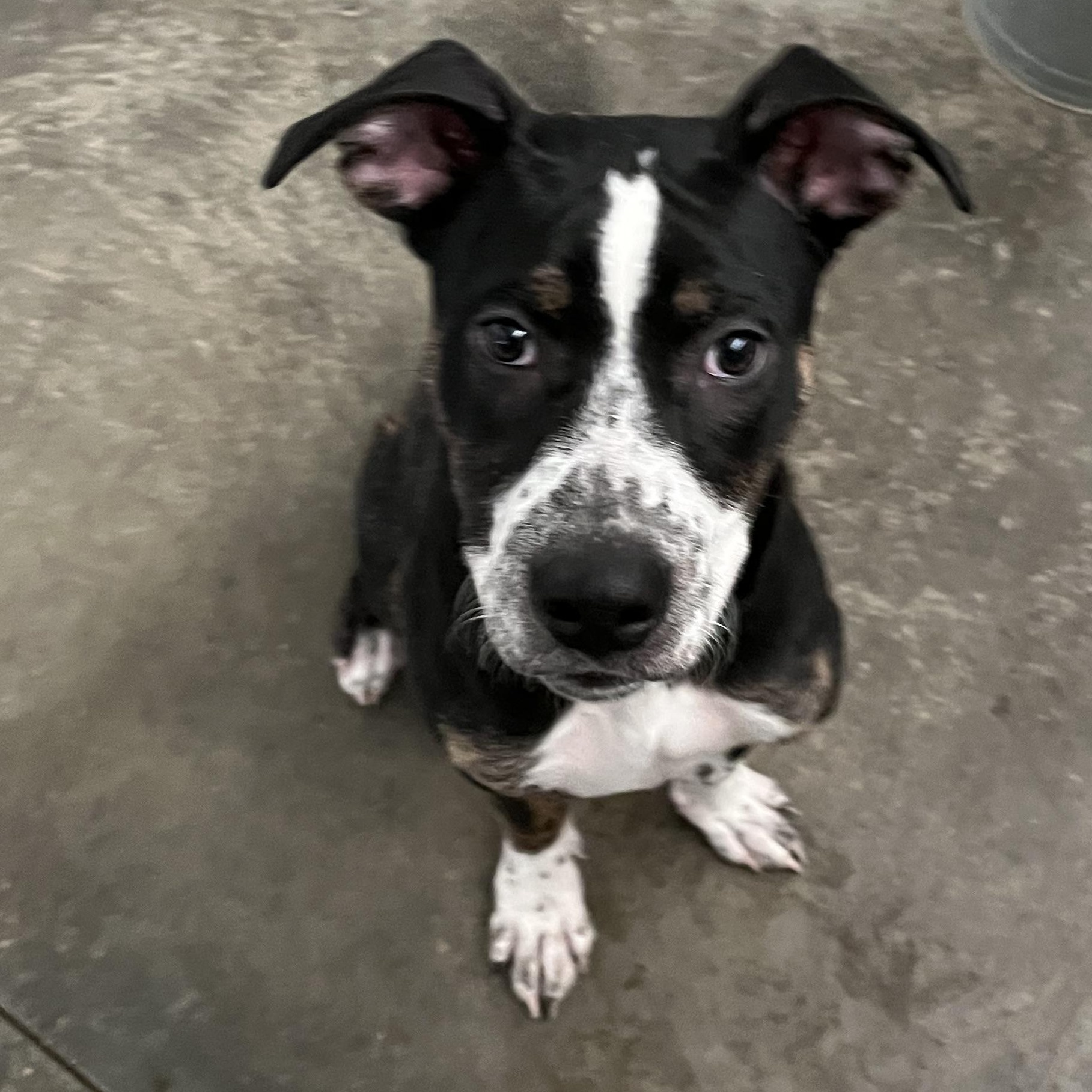 BeBe, a ADOPTABLE mixed breed in Washington, PA image 3/6