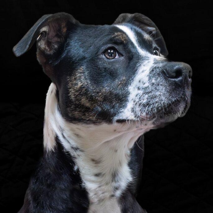 BeBe, ADOPTABLE, Puppy Female Terrier.