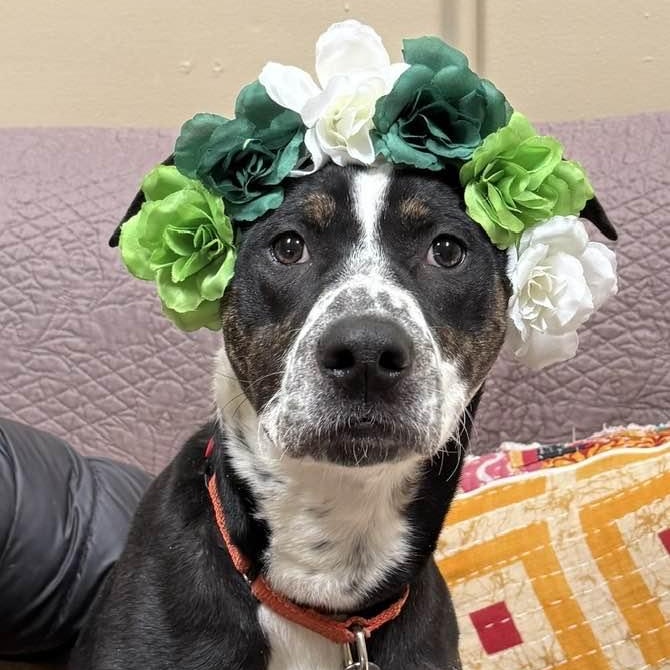 BeBe, ADOPTABLE, Puppy Female Terrier.