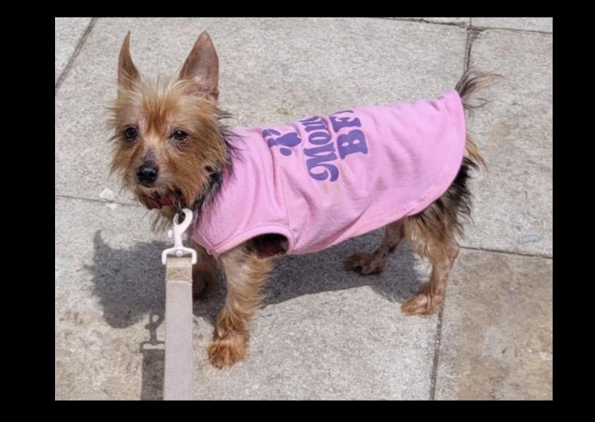 Enlarge Mila, an adopted mixed breed in Boca Raton, FL image 1/1