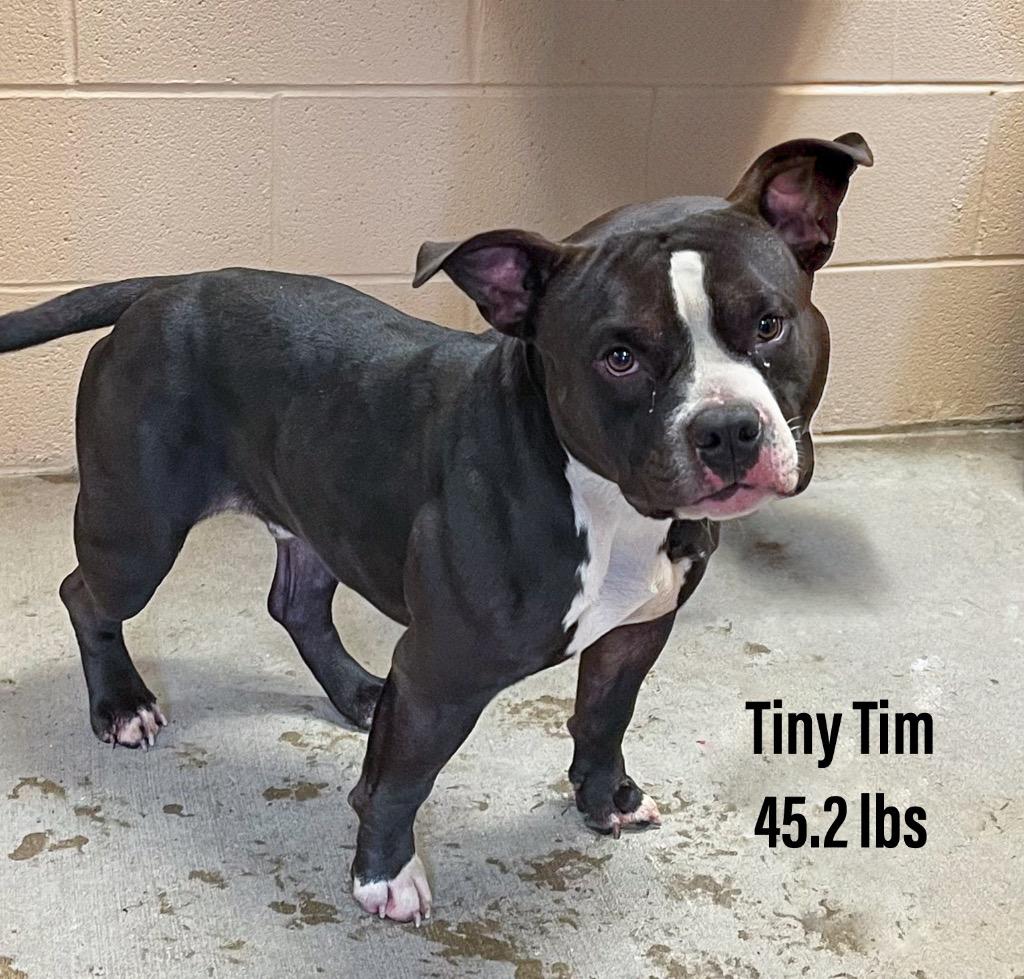 Tiny Tim, Adoptable, Adult Male Staffordshire Bull Terrier & Staffordshire Bull Terrier.