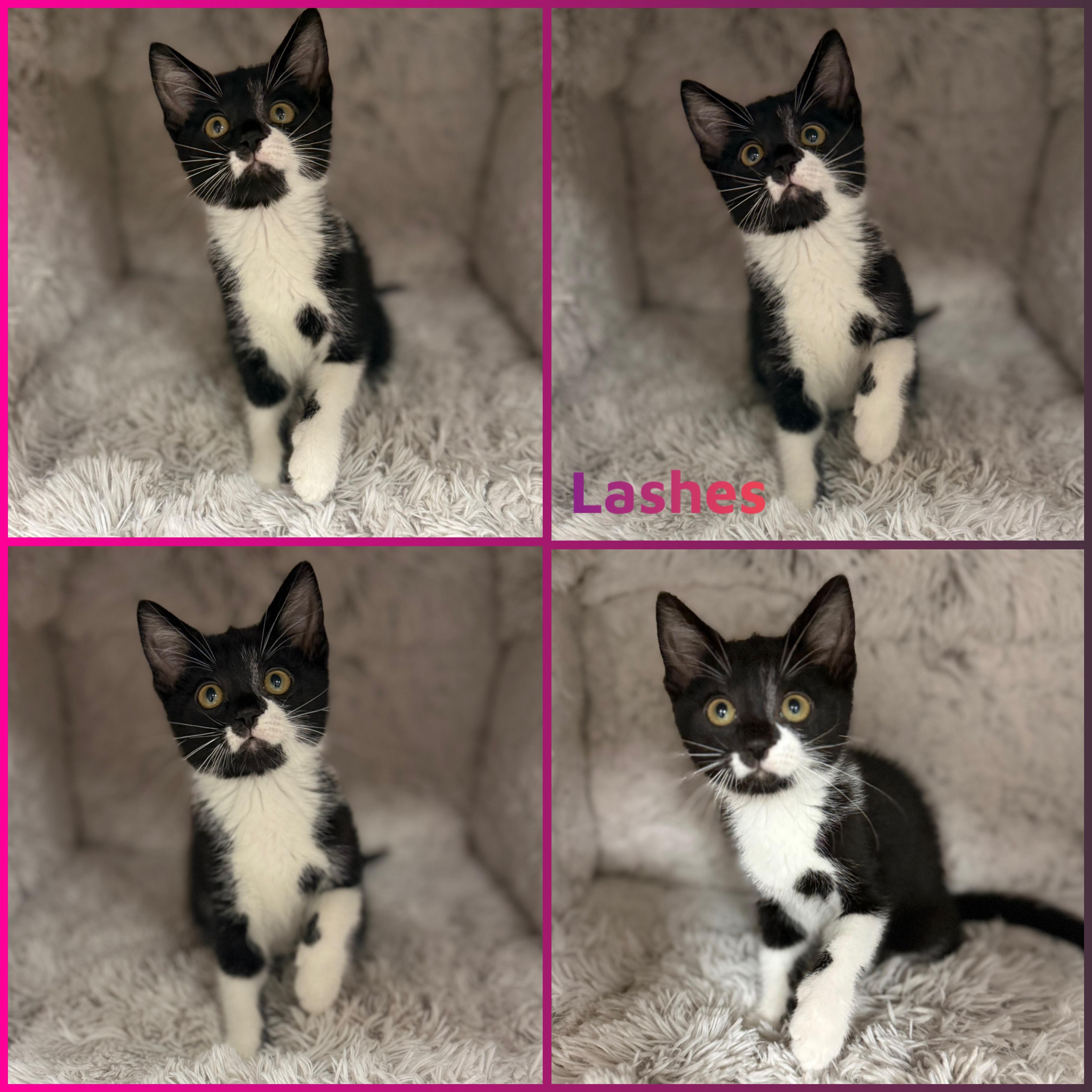 Lashes, ADOPTABLE, Kitten Female Domestic Short Hair.