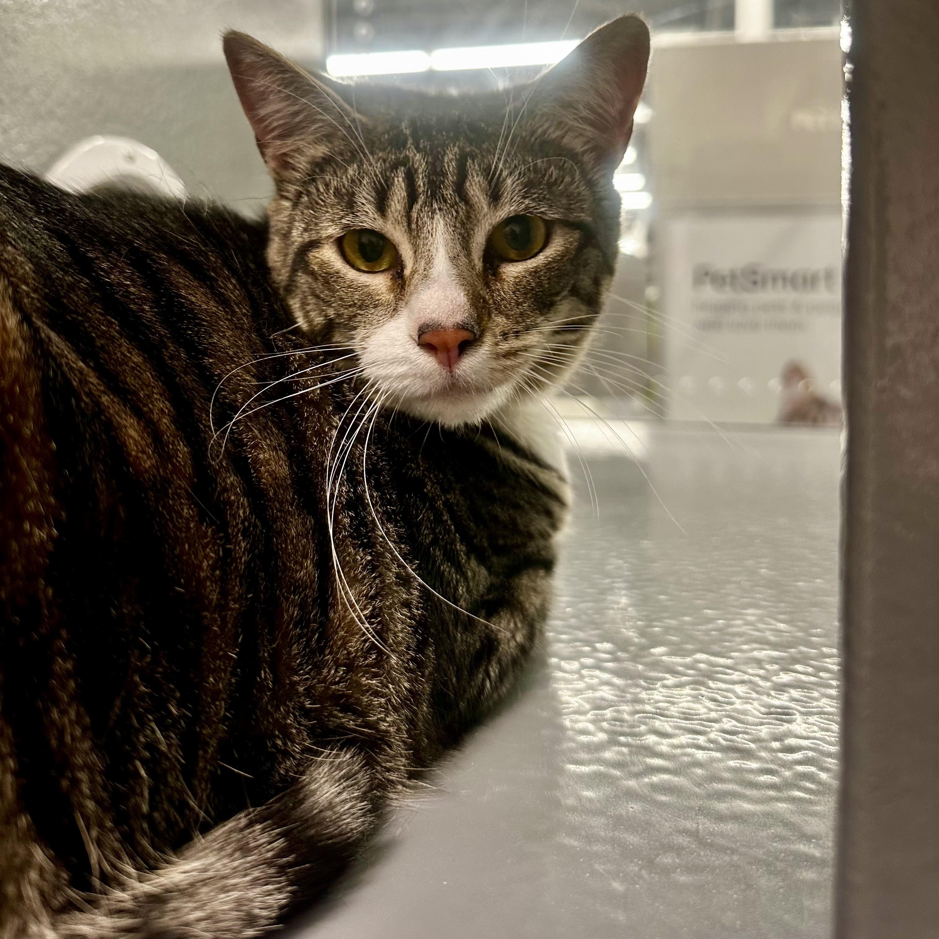Enlarge Brussels (AKA Mary Ann), an adoptable Domestic Short Hair in Richmond, VA image 1/5