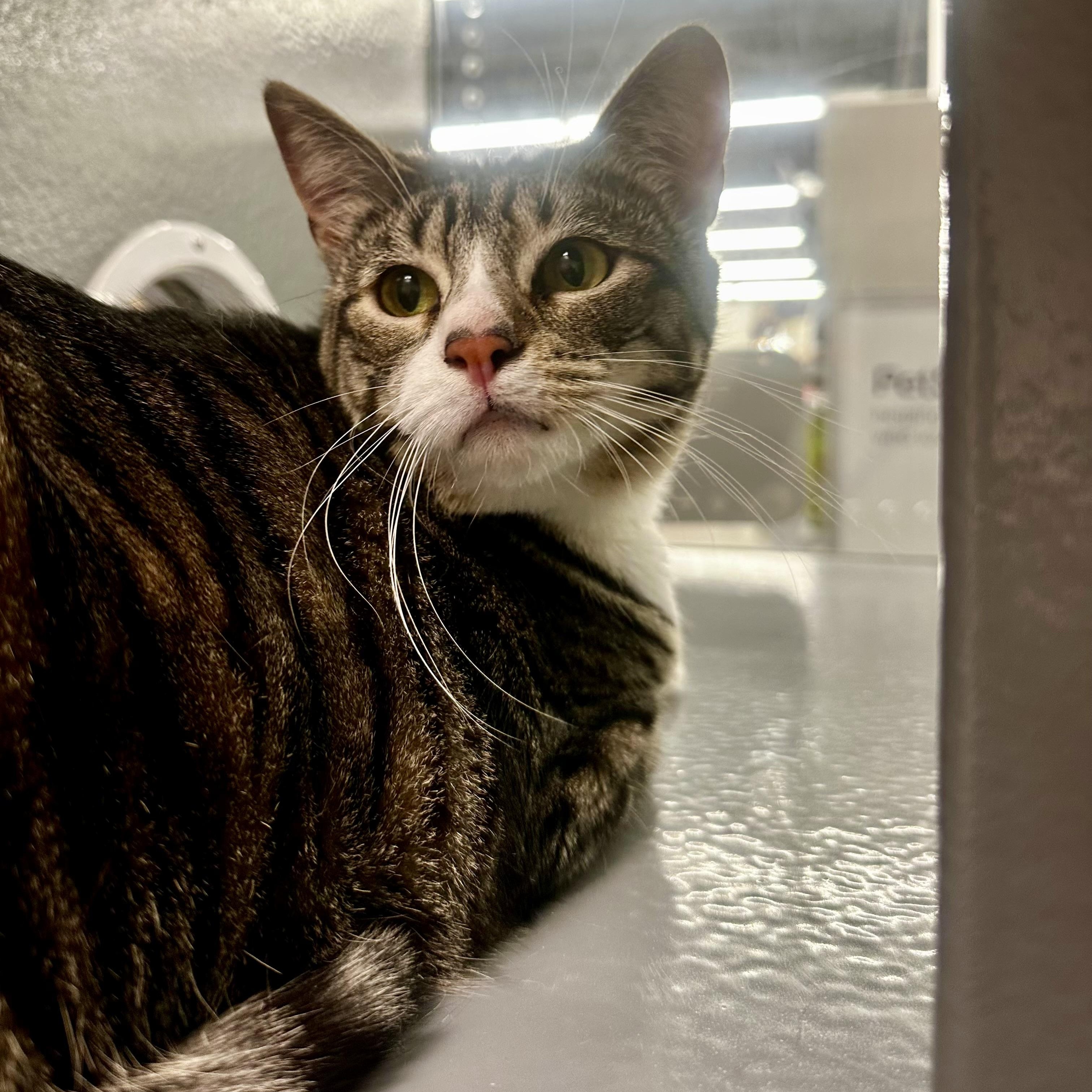 Enlarge Brussels (AKA Mary Ann), an adoptable Domestic Short Hair in Richmond, VA image 4/5