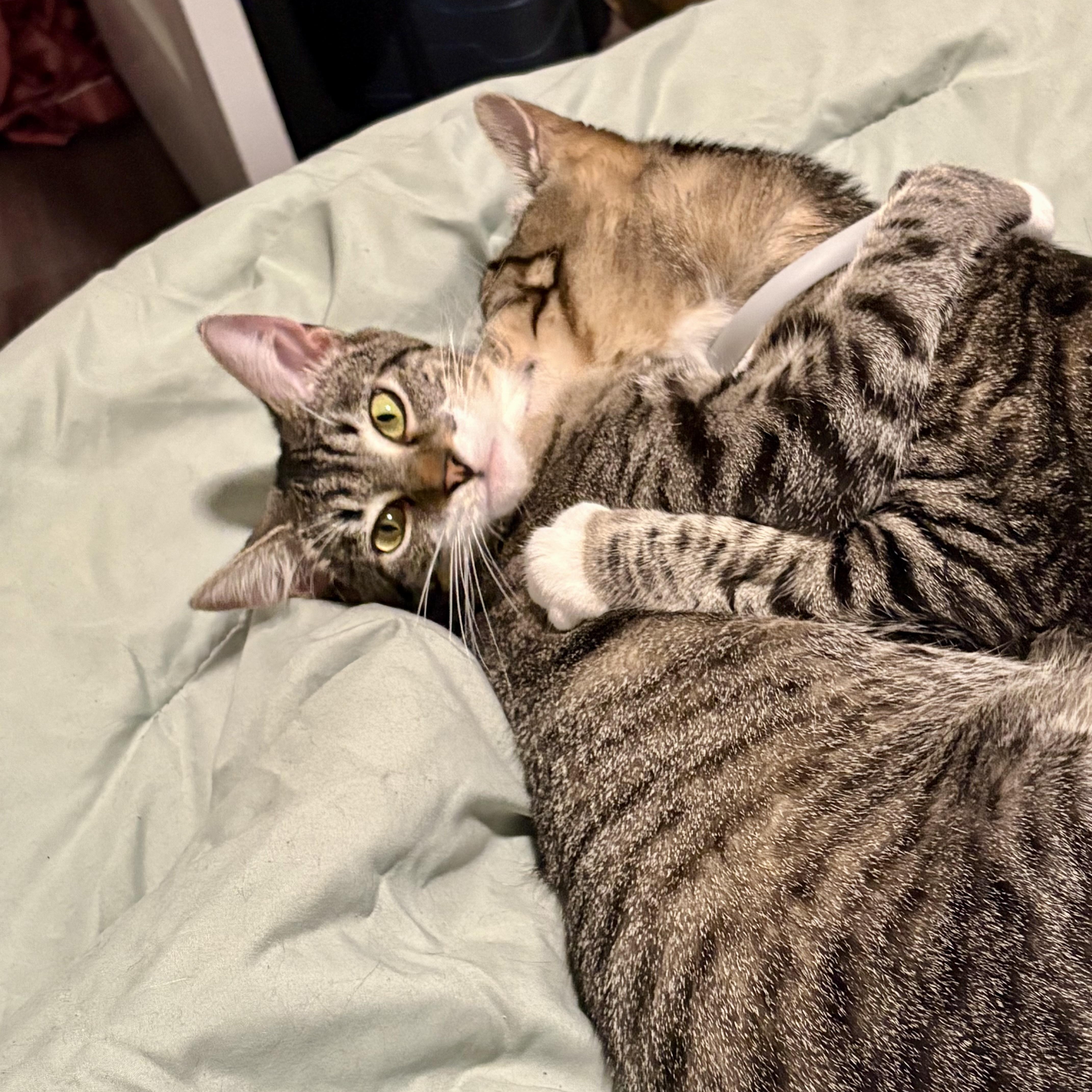 Enlarge Brussels (AKA Mary Ann), an adoptable Domestic Short Hair in Richmond, VA image 5/5