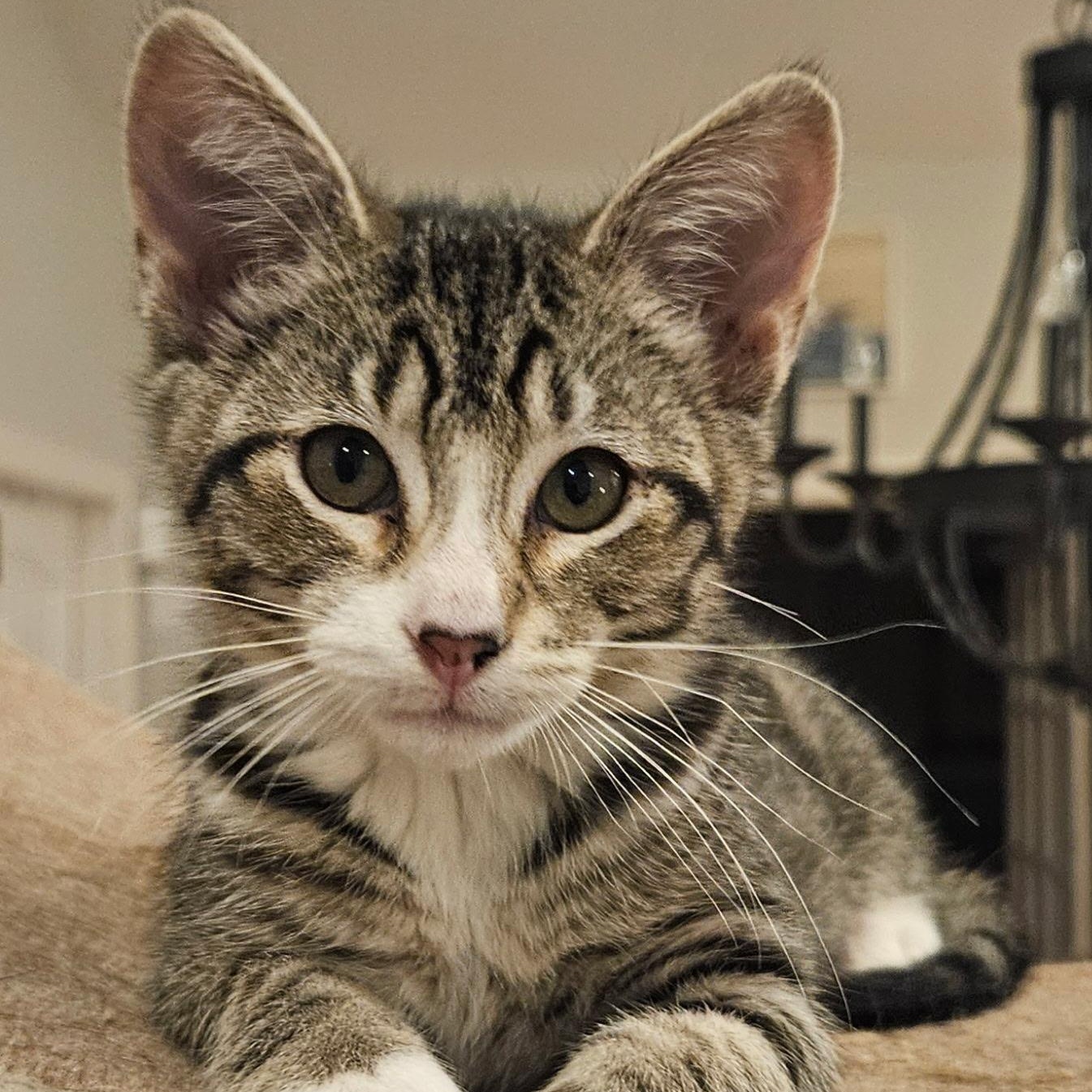 Enlarge Brussels (AKA Mary Ann), an adoptable Domestic Short Hair in Richmond, VA image 3/5