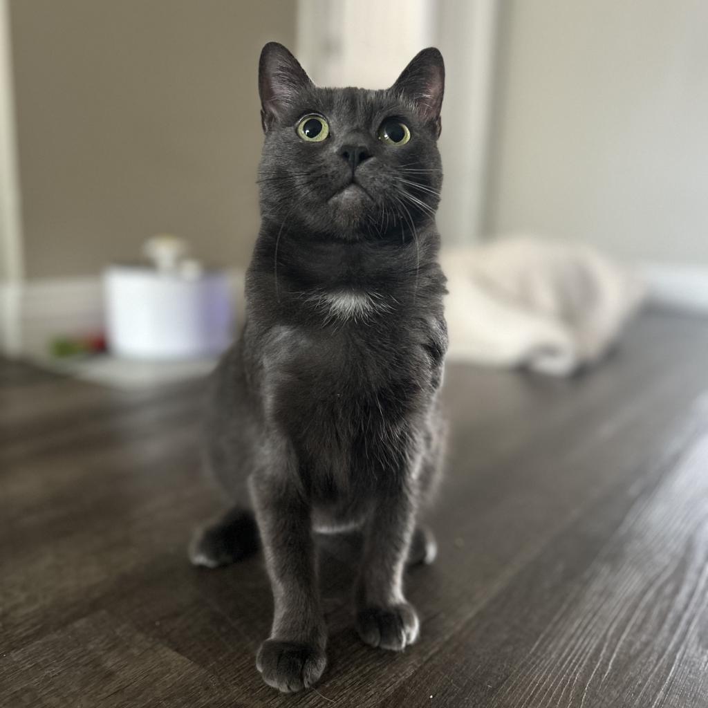 Lilo, Adoptable, Adult Female Domestic Short Hair.