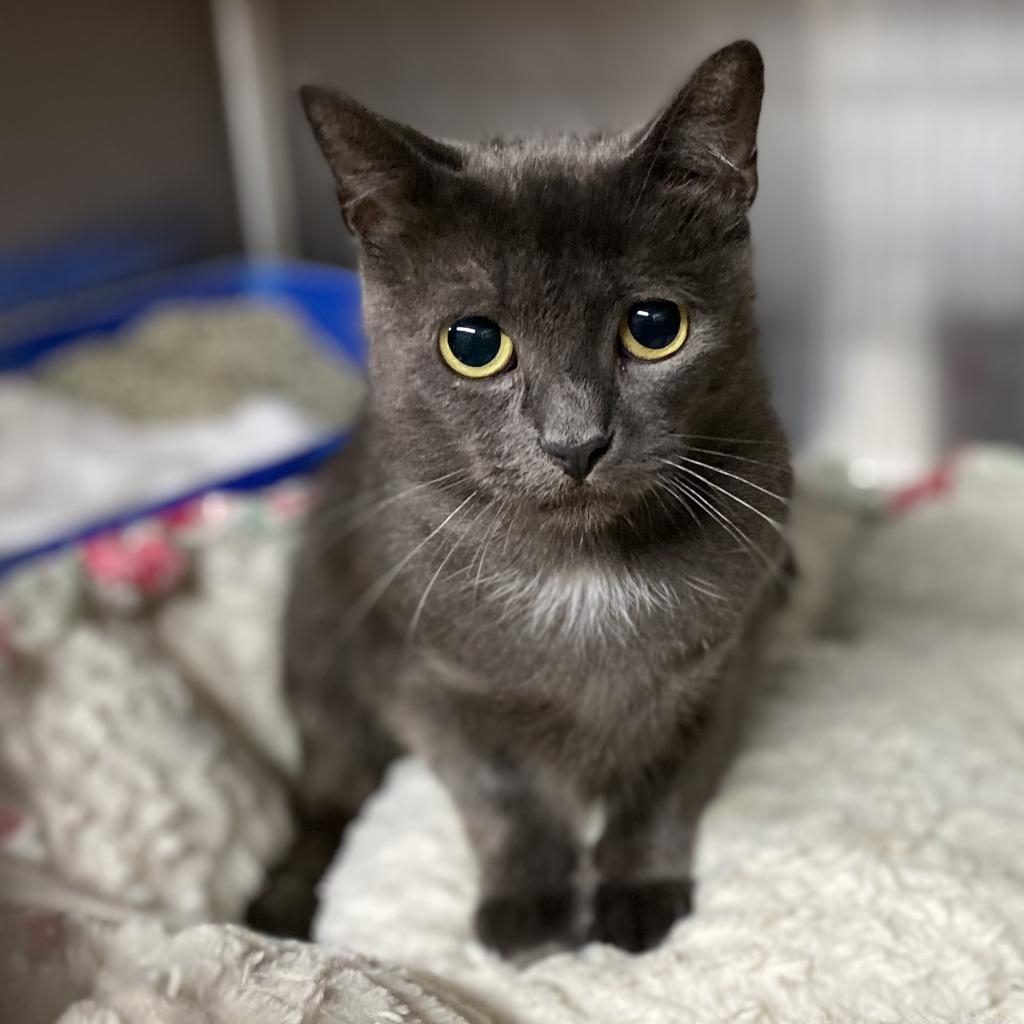 Enlarge Lilo, a Adoptable Domestic Short Hair in Los Angeles, CA image 2/6