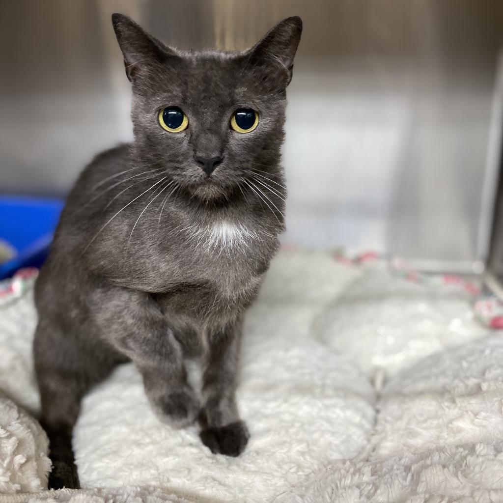 Enlarge Lilo, a Adoptable Domestic Short Hair in Los Angeles, CA image 3/6