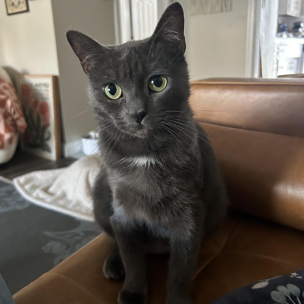 Enlarge Lilo, a Adoptable Domestic Short Hair in Los Angeles, CA image 4/6