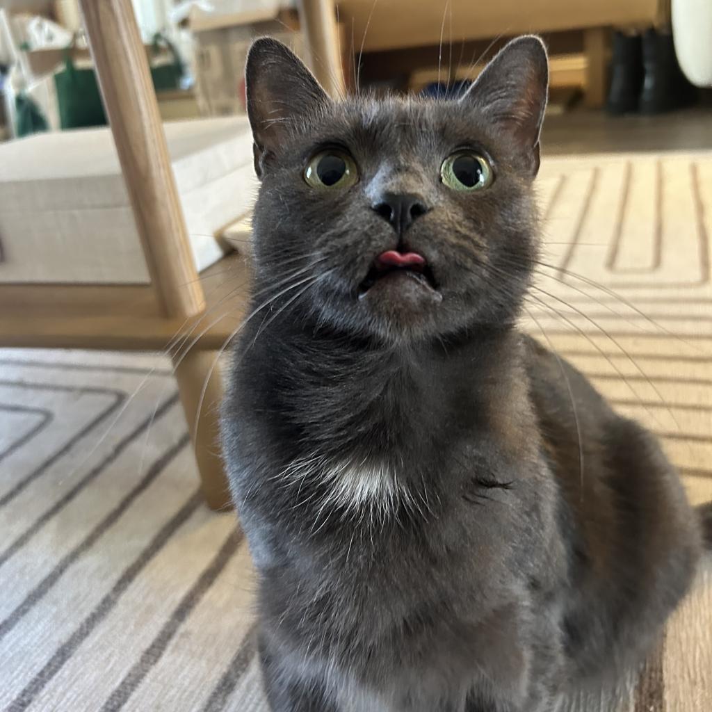 Enlarge Lilo, a Adoptable Domestic Short Hair in Los Angeles, CA image 5/6