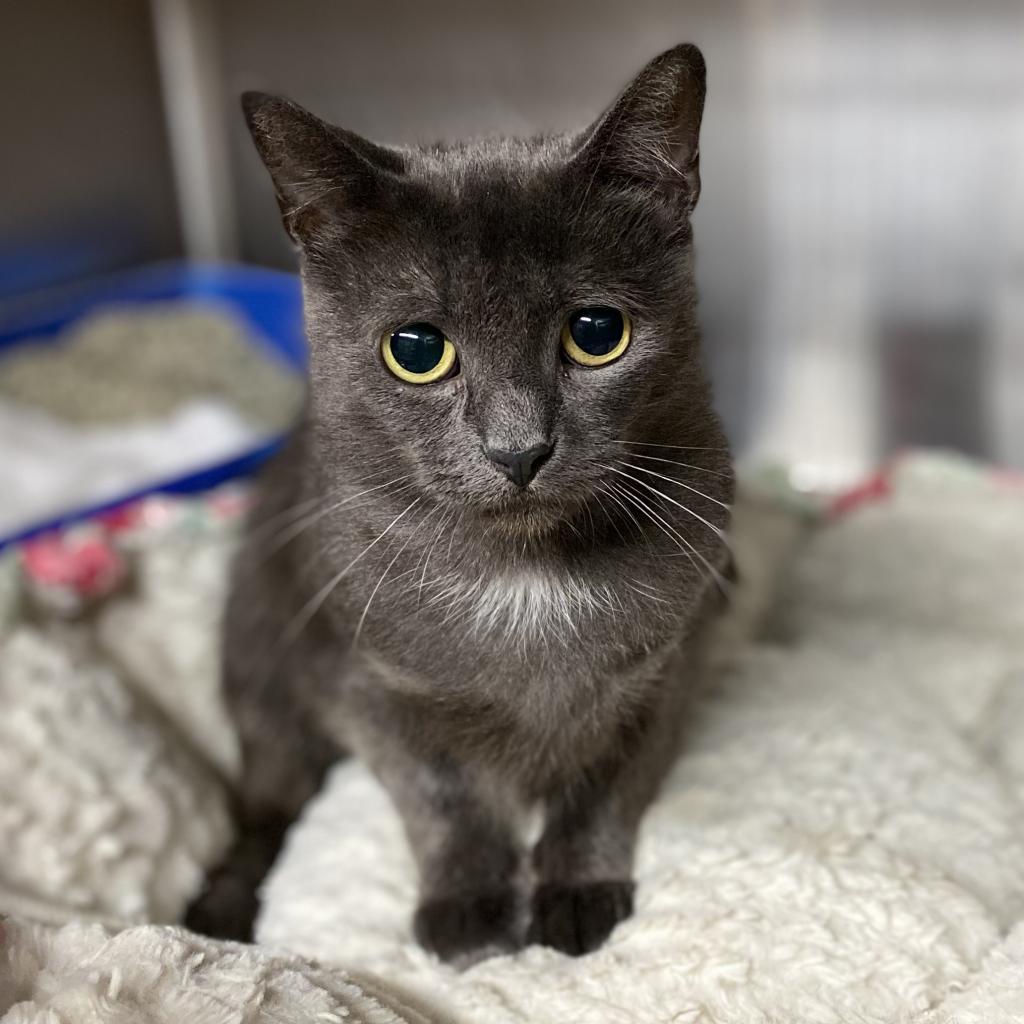 Enlarge Lilo, a Adoptable Domestic Short Hair in Los Angeles, CA image 6/6