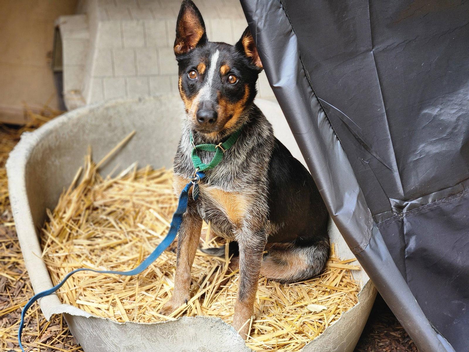 Enlarge Princess Belle, a Adopted Australian Cattle Dog / Blue Heeler in Paso Robles, CA image 1/3