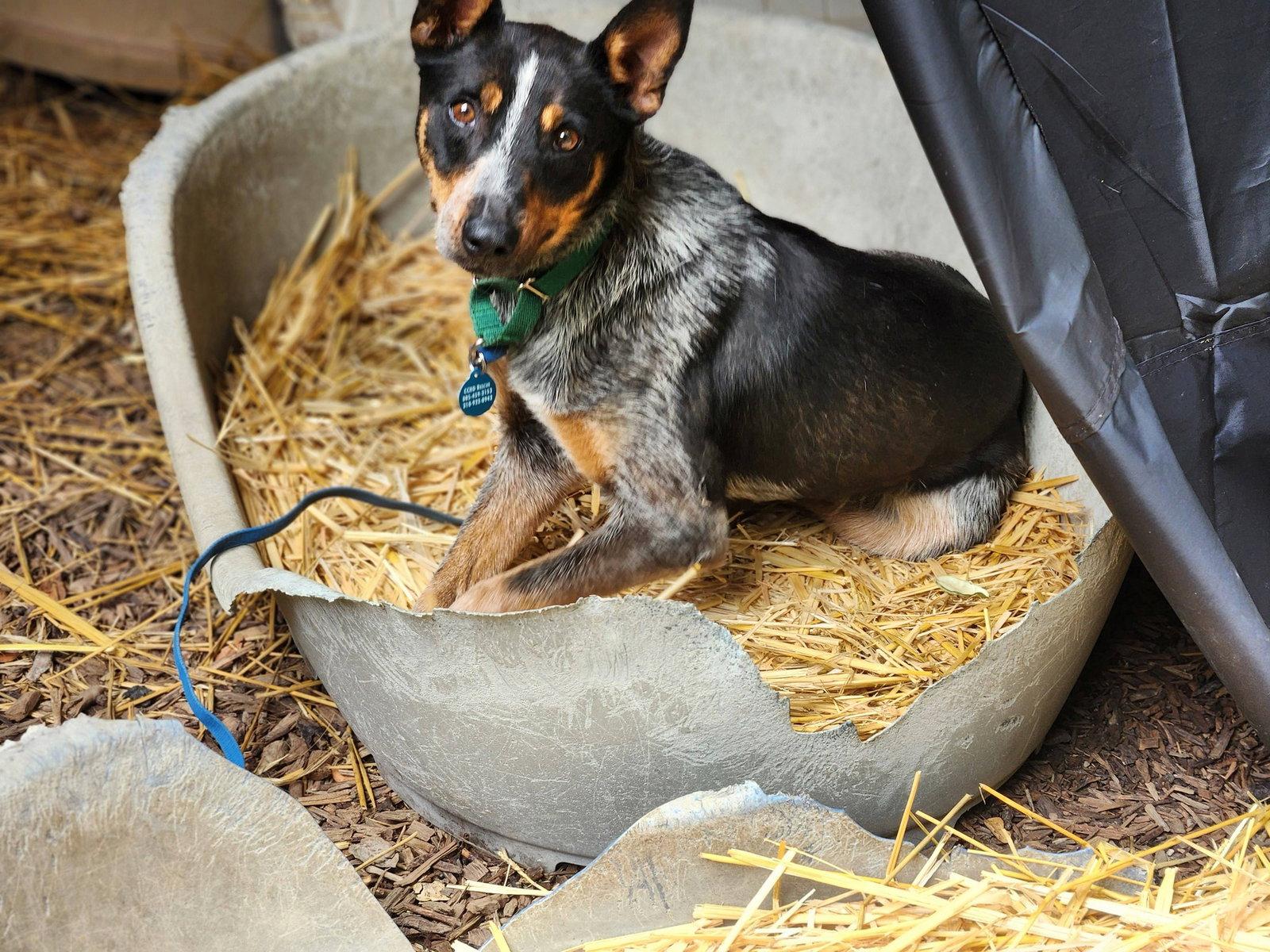 Enlarge Princess Belle, a Adopted Australian Cattle Dog / Blue Heeler in Paso Robles, CA image 2/3