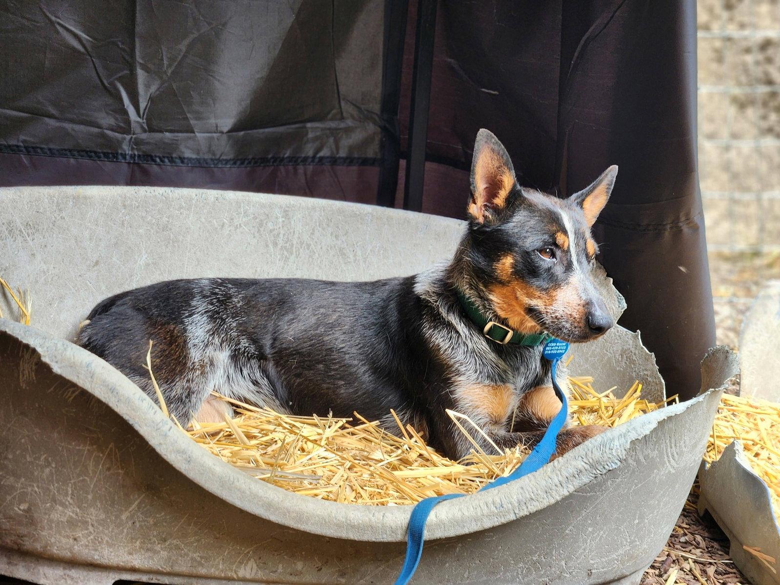 Enlarge Princess Belle, a Adopted Australian Cattle Dog / Blue Heeler in Paso Robles, CA image 3/3