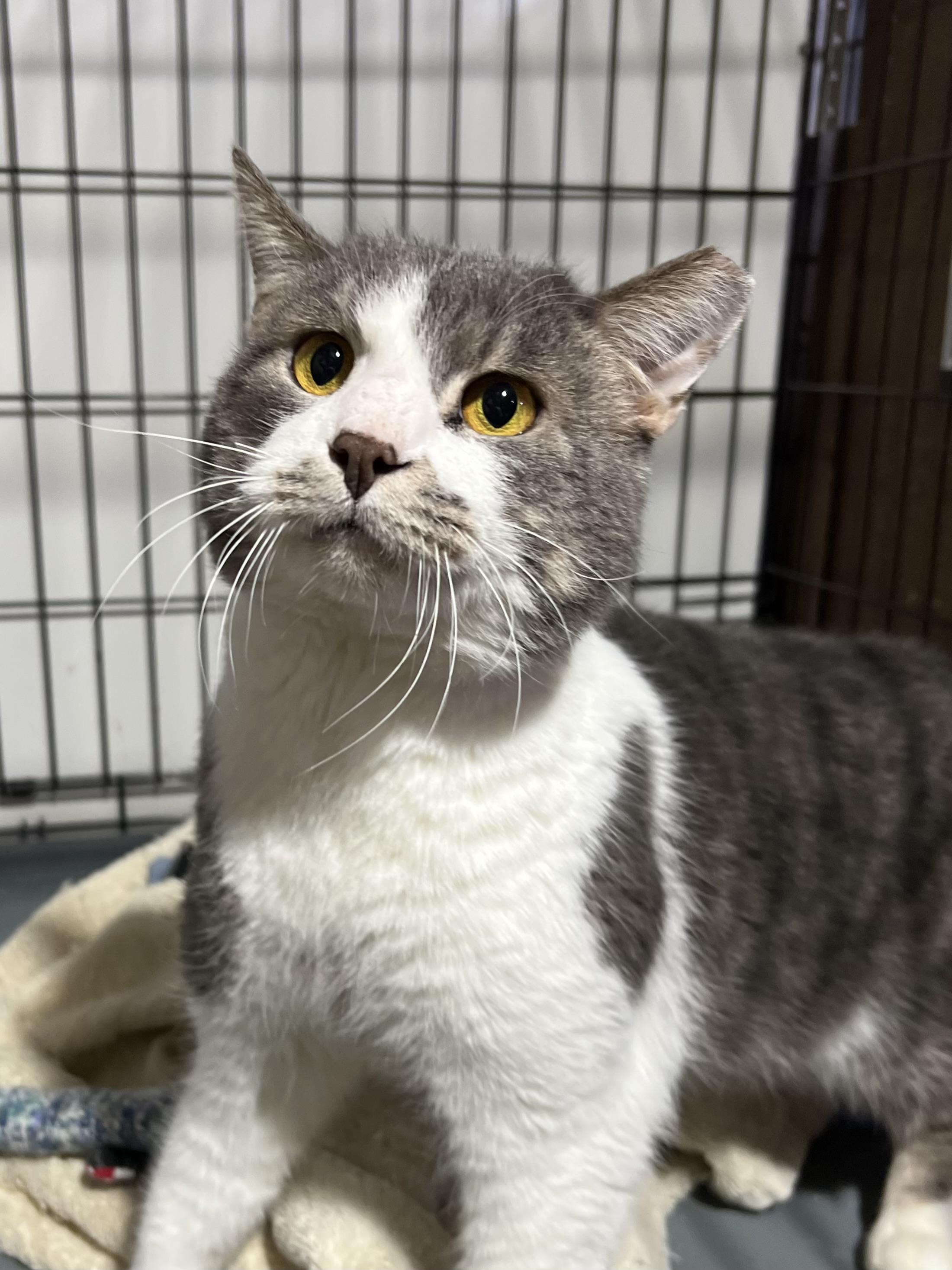 Big Tony, an adoptable Domestic Short Hair in Brentwood, NH, 03833 | Photo Image 1