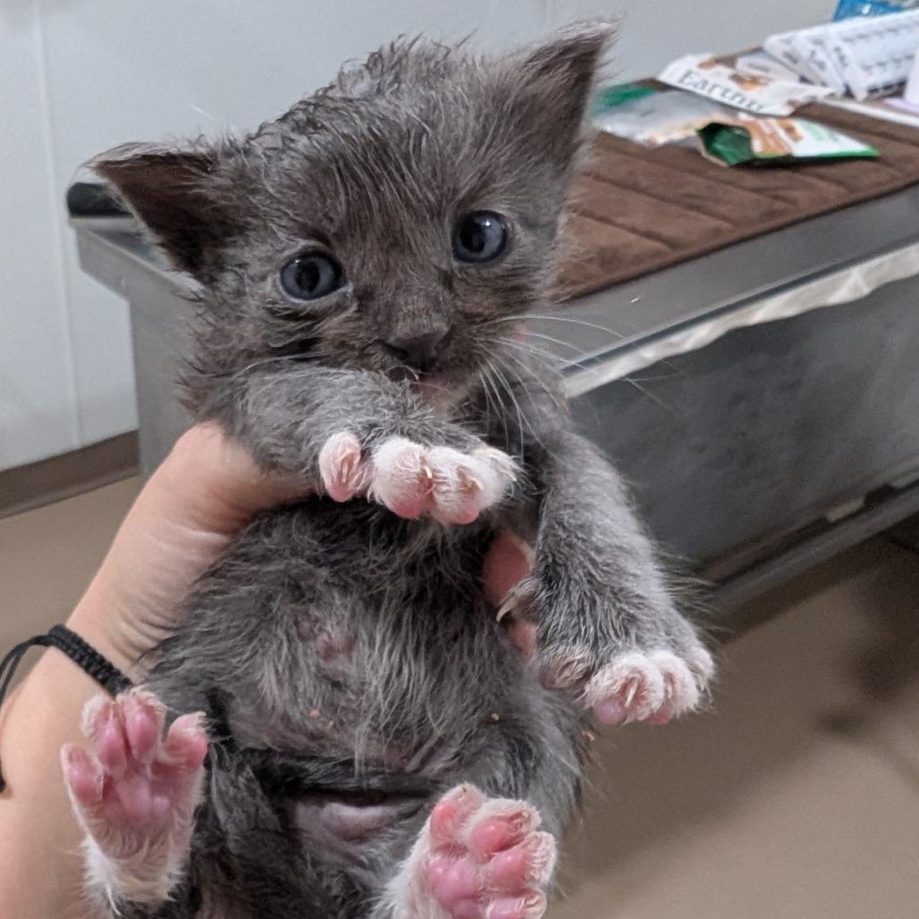 Enlarge Meenie, a Adoptable Domestic Long Hair in Buchanan Dam, TX image 1/1