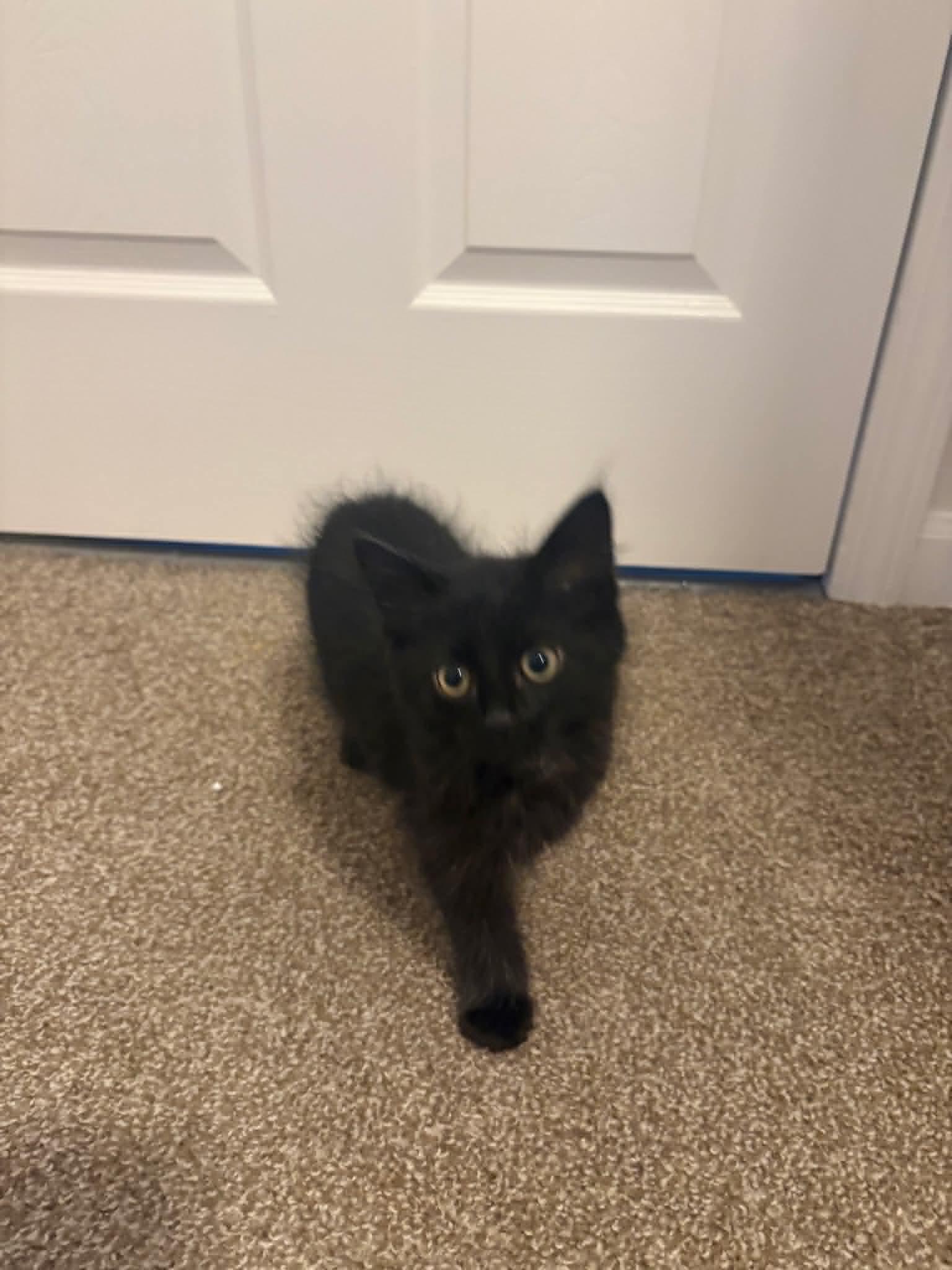 Enlarge Nyx, a ADOPTABLE Domestic Medium Hair in Crown Point, IN image 1/2