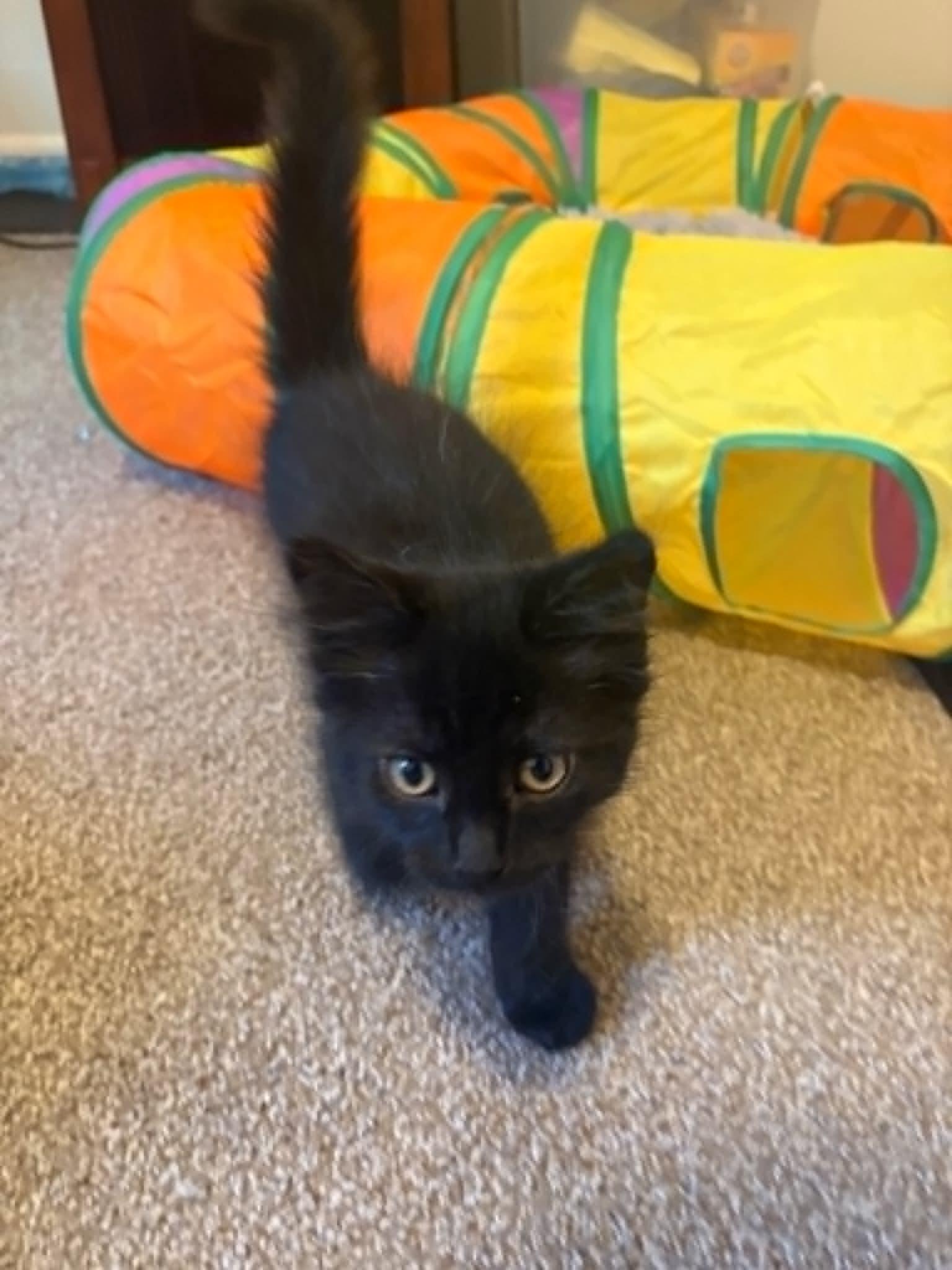 Enlarge Nyx, a ADOPTABLE Domestic Medium Hair in Crown Point, IN image 2/2