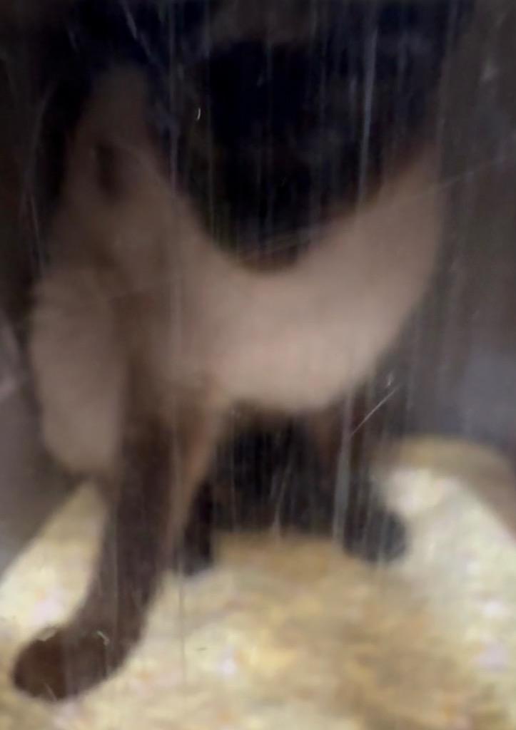 Barn Cat Cobra, Adoptable, Young Male Domestic Short Hair.