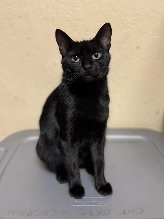 Midnight, Adoptable, Adult Female Domestic Short Hair.