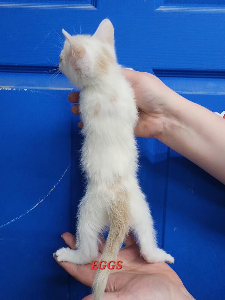 Enlarge Eggs, a Adopted Domestic Short Hair in Evansville, IN image 1/2