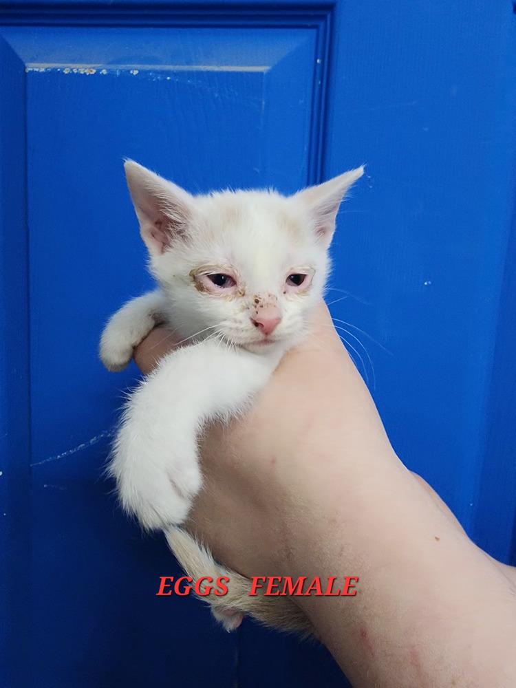 Enlarge Eggs, a Adopted Domestic Short Hair in Evansville, IN image 2/2