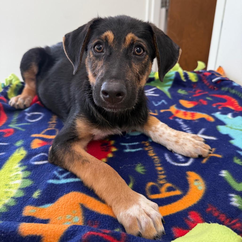 Ivy, Young Female German Shepherd Dog