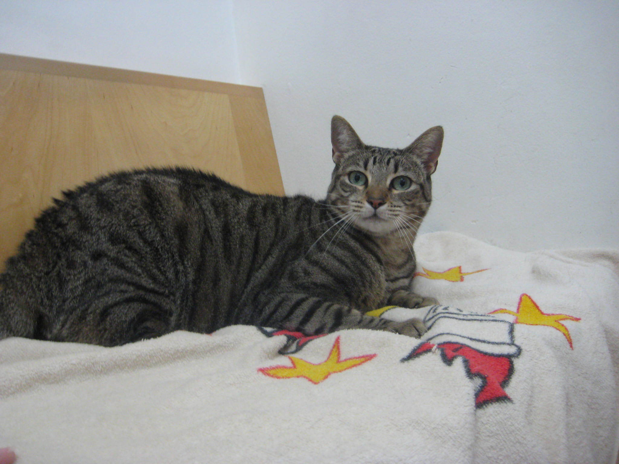 Enlarge Bailey, a Adoptable Domestic Short Hair in Upland, CA image 1/4