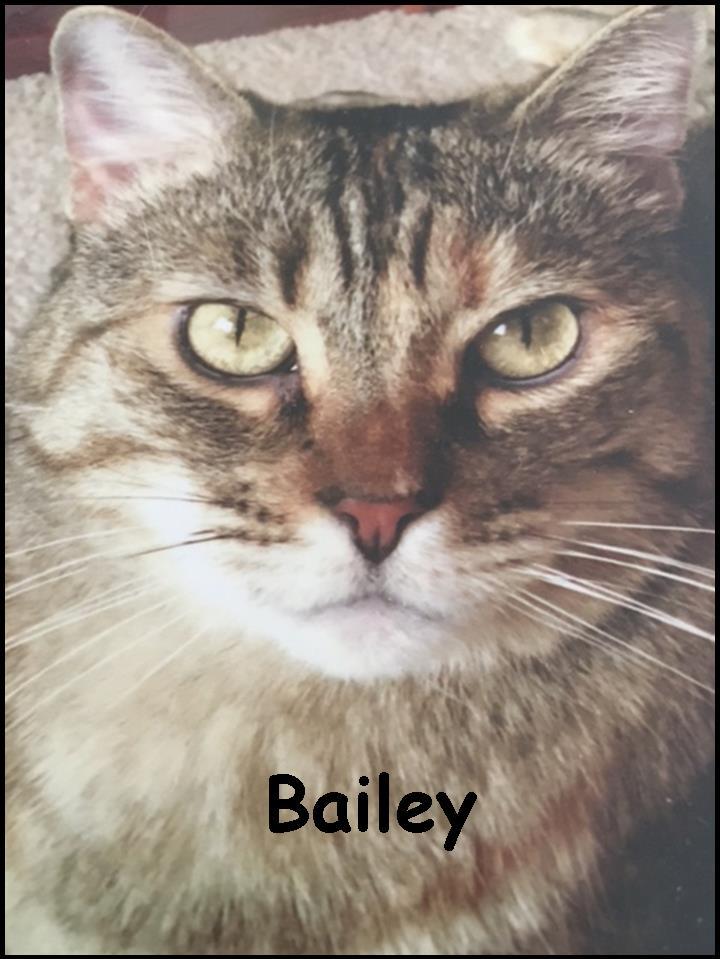 Enlarge Bailey, a Adoptable Domestic Short Hair in Upland, CA image 2/4